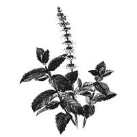 biodinamikus menta