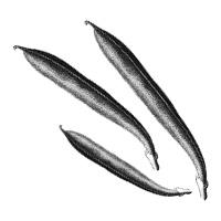 densiplant