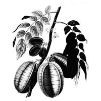 etikus karambola