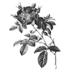 organikus damaszkuszi rózsa