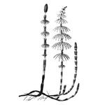 equisetum