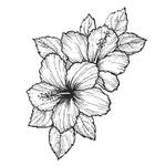 biodinamikus hibiszkusz
