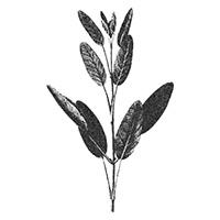 Biodinamikus zsálya - Salvia